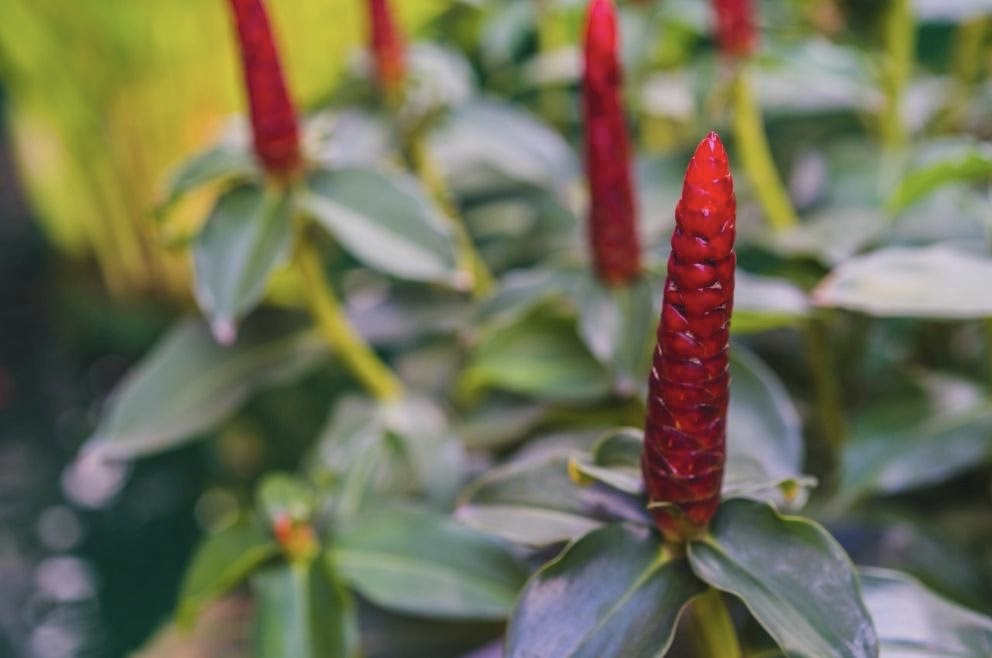 costus indien bienfaits