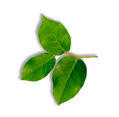 leaf 1