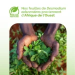 Origines de la tisane de desmodium