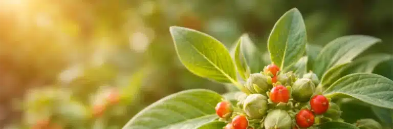 Ashwagandha : avis vérifiés sur le sommeil de personnes l'ayant consommé
